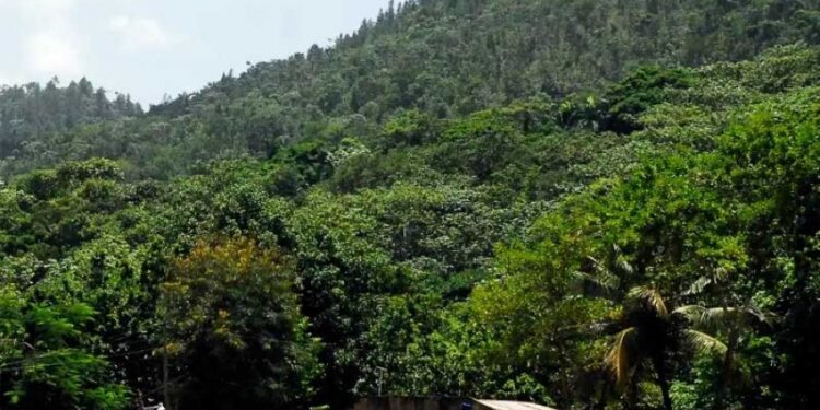 Anuncio de Falcondo para explotar Miranda es provocación