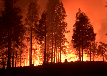 Academia de Ciencias dice RD requerirá entre 15 a 20 años recuperar cobertura forestal de Valle Nuevo Pide prohibir la práctica de tumba y quema en todo el país