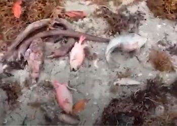 Academia de Ciencias dice barcaza instalada en Azua está en área protegida, condena muerte de peces  Al celebrarse este 5 de junio el Día Mundial del Medio Ambiente