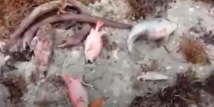 Academia de Ciencias dice barcaza instalada en Azua está en área protegida, condena muerte de peces  Al celebrarse este 5 de junio el Día Mundial del Medio Ambiente