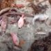 Academia de Ciencias dice barcaza instalada en Azua está en área protegida, condena muerte de peces  Al celebrarse este 5 de junio el Día Mundial del Medio Ambiente