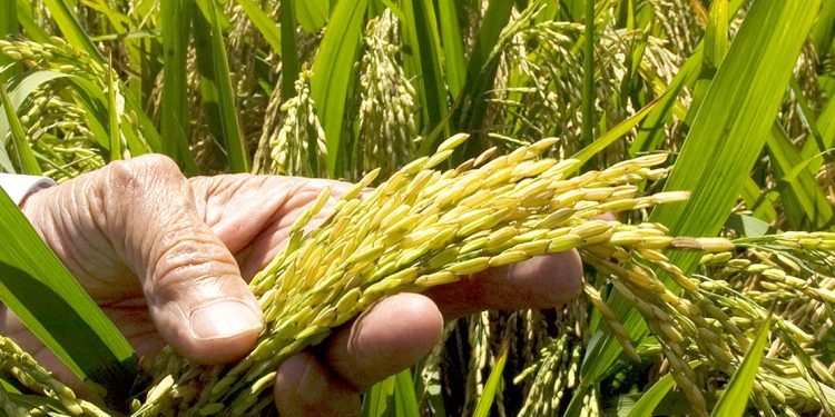 ¿Por qué en la República Dominicana aumenta tanto la productividad? (1 de 3)