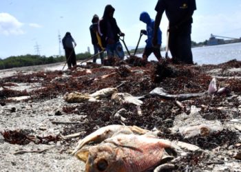 Academia de Ciencias y empresa que opera barcazas abogan por que se aclare muerte de peces en Azua