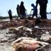 Academia de Ciencias y empresa que opera barcazas abogan por que se aclare muerte de peces en Azua