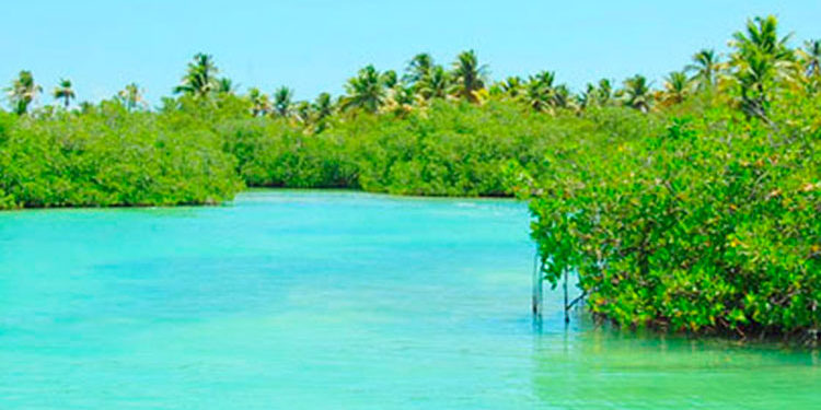 Manglares: Escudo de la tierra y vientre de la naturaleza