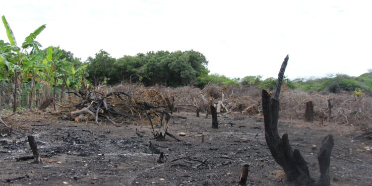 Academia de Ciencias vuelve alzar la voz por las Dunas de Baní