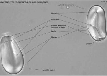 Las antiguas culturas botánicas y culinarias de ‘El Francés’ (346-1046 d.C.)