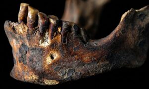 Estudio de odontología forense de los restos humanos procedentes de los sitios arqueológicos cueva funeraria de Daniel y abrigo de Daniel, Samaná, República Dominicana