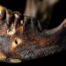 Estudio de odontología forense de los restos humanos procedentes de los sitios arqueológicos cueva funeraria de Daniel y abrigo de Daniel, Samaná, República Dominicana