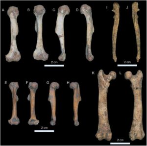 Evaluación de la fauna del abrigo de Daniel y cueva funeraria de Daniel, Samaná, República Dominicana
